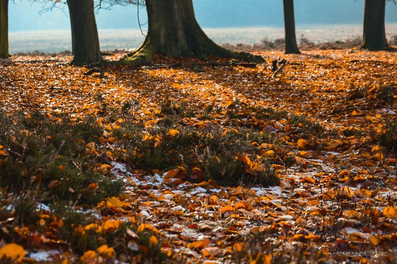 Herfstfotografie op de heide Herfstfotografie op de heide