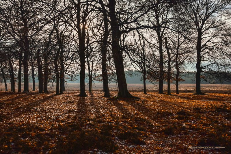Herfstfotografie op de heide Herfstfotografie op de heide