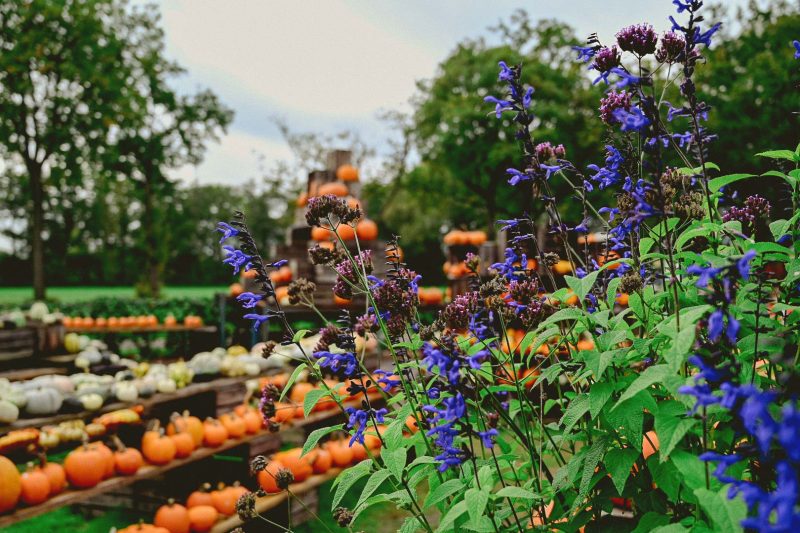 Herfstfotografie: 5 tips om te fotograferen in de herfst